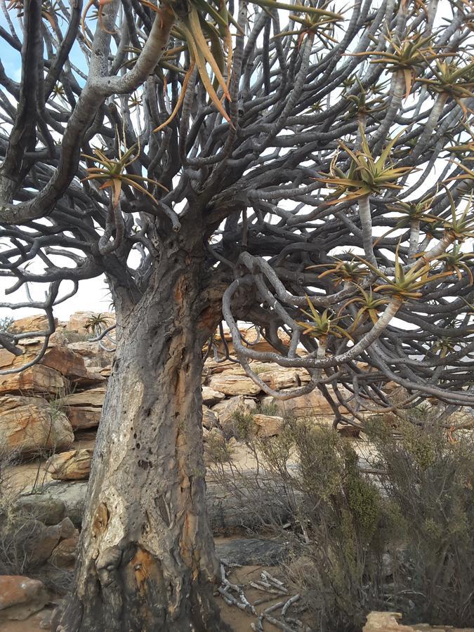 Sperrgebiet Lodge Springbok Bagian luar foto